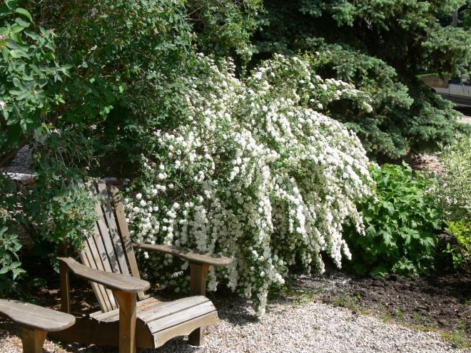 Shrubs and Trees