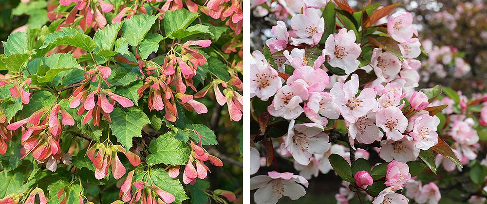 Salisbury Landscaping Maple tree and Crab tree