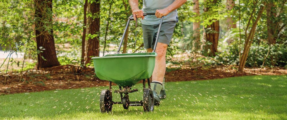 man fertilizing lawn