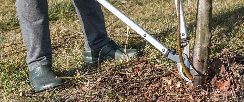 cutting tree suckers