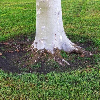 Salisbury Landscaping-Alberta-Common Unexpected Landscape Complications-exposed tree base