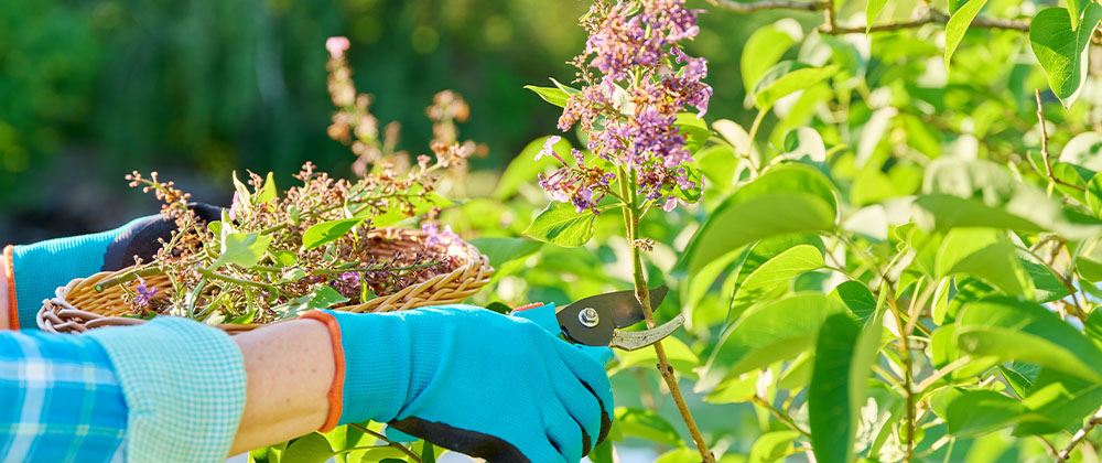 Pruning damaged material on trees and shrubs