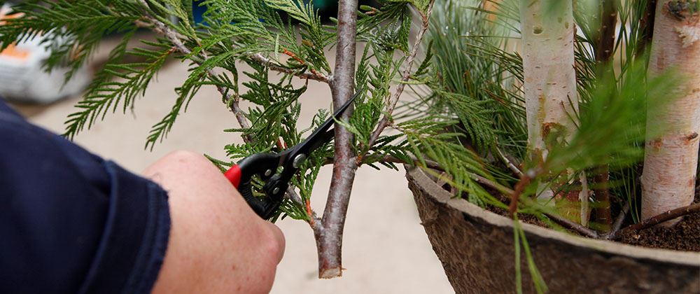 Salisbury Landscaping-Alberta-How To Build Porch Pots for the Holidays-cutting evergreen branch