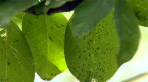 aphid infestation