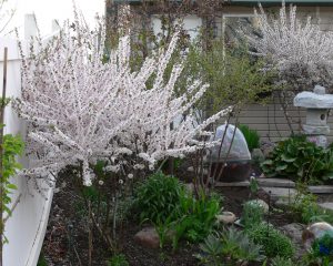 s Prunus Tomentosa1.516