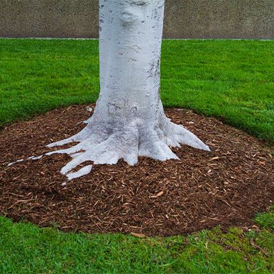 Salisbury Landscaping-Alberta-Common Unexpected Landscape Complications-mulched tree