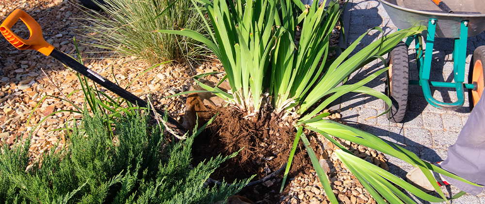 Salisbury Landscaping- Long Term Landscaping Maintenance Years 4 to 6-division of perennial plant