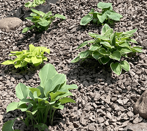 hostas